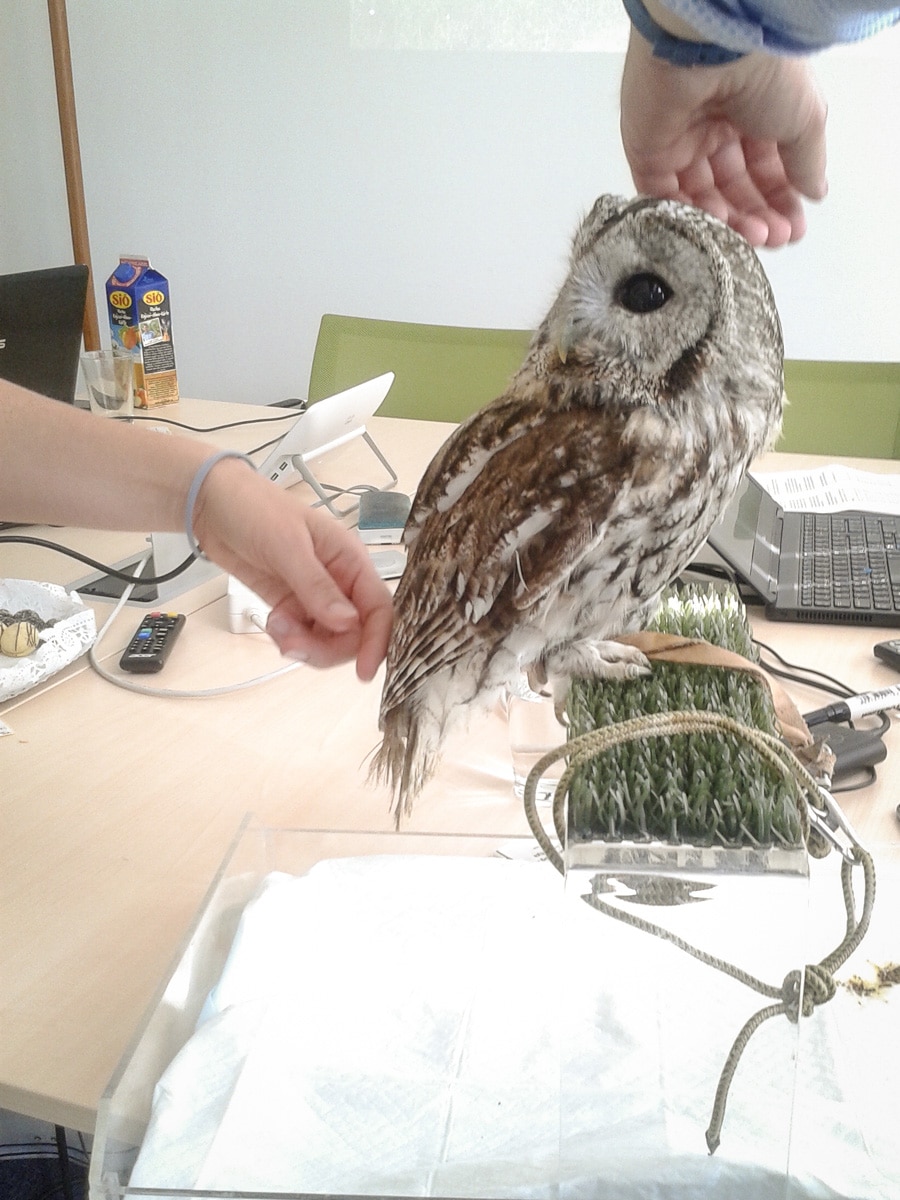 a-vilag-macskabagolykent-snt-1