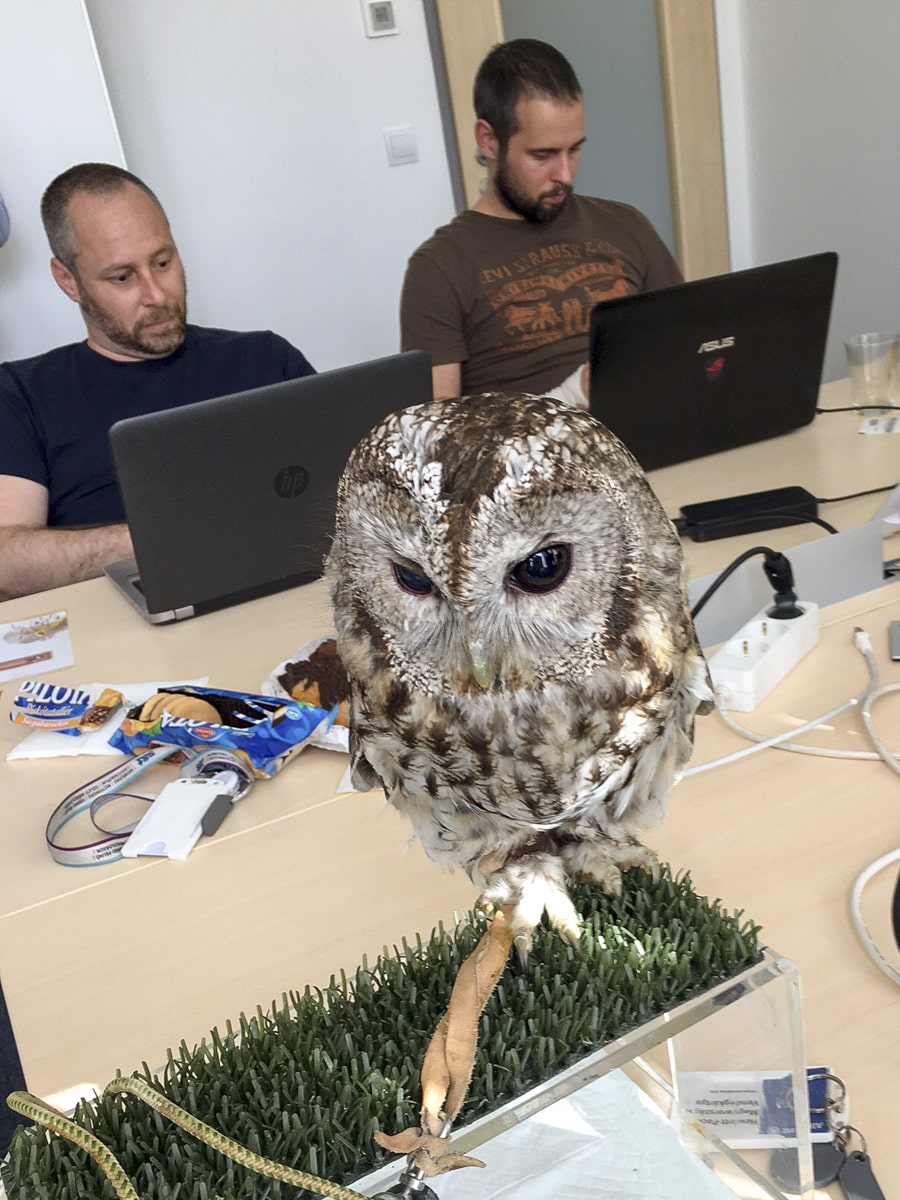 a-vilag-macskabagolykent-snt-2