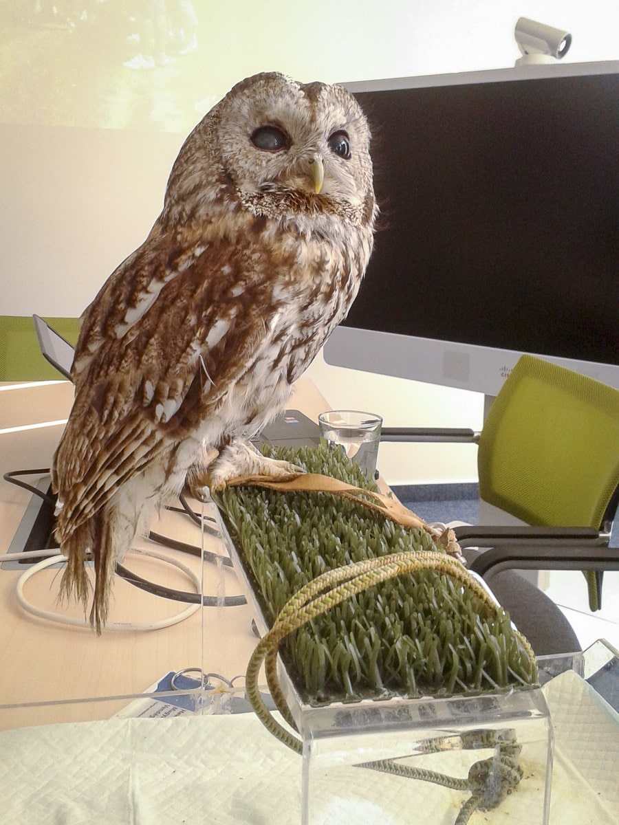 a-vilag-macskabagolykent-snt-3