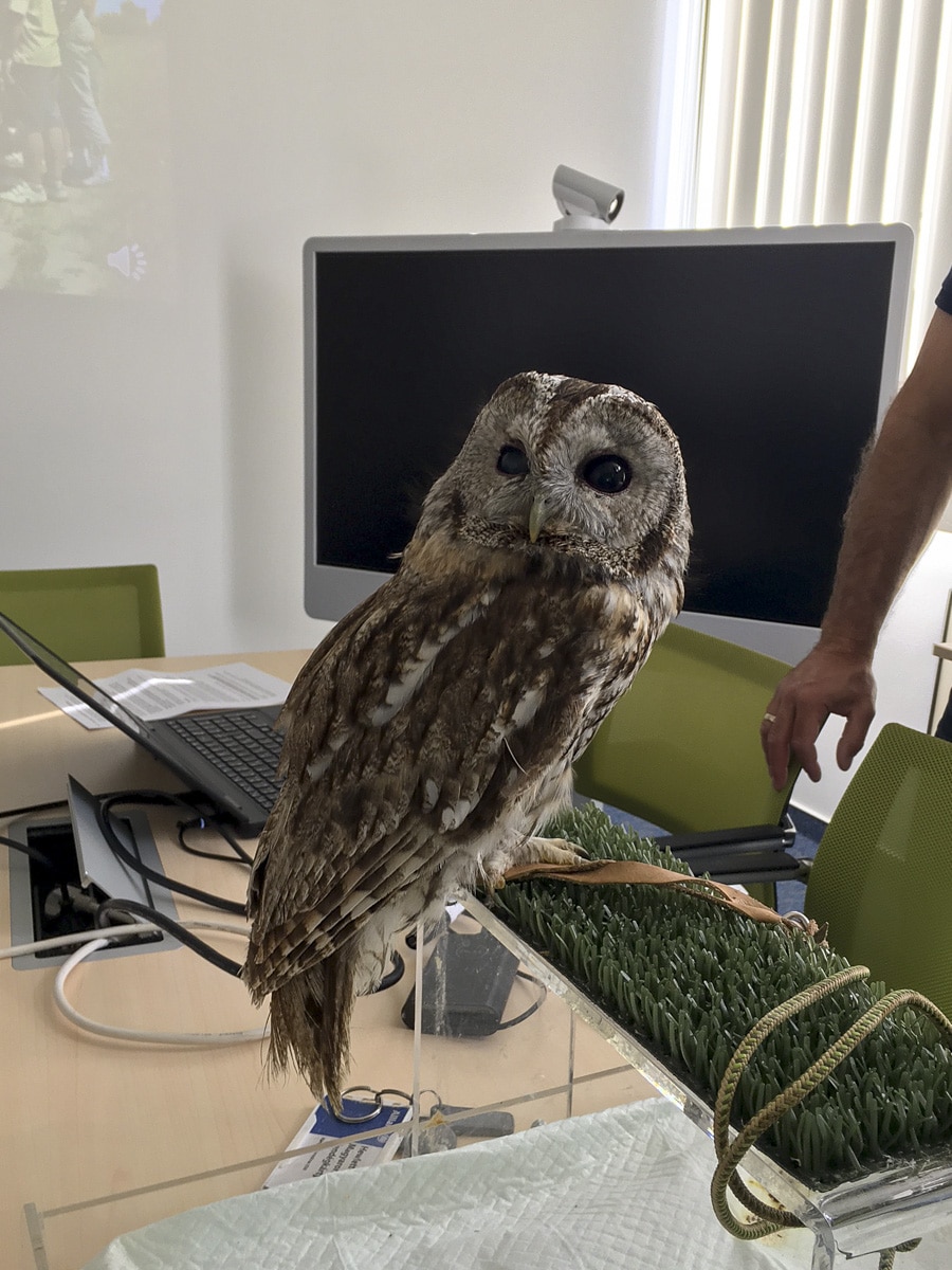 a-vilag-macskabagolykent-snt-4